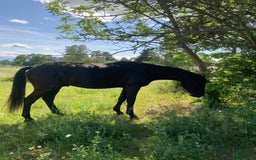 Dressyr hästar till salu: Snäll och talangfull kille efter Janeiro Platinum  i Knivsta - Bild 2