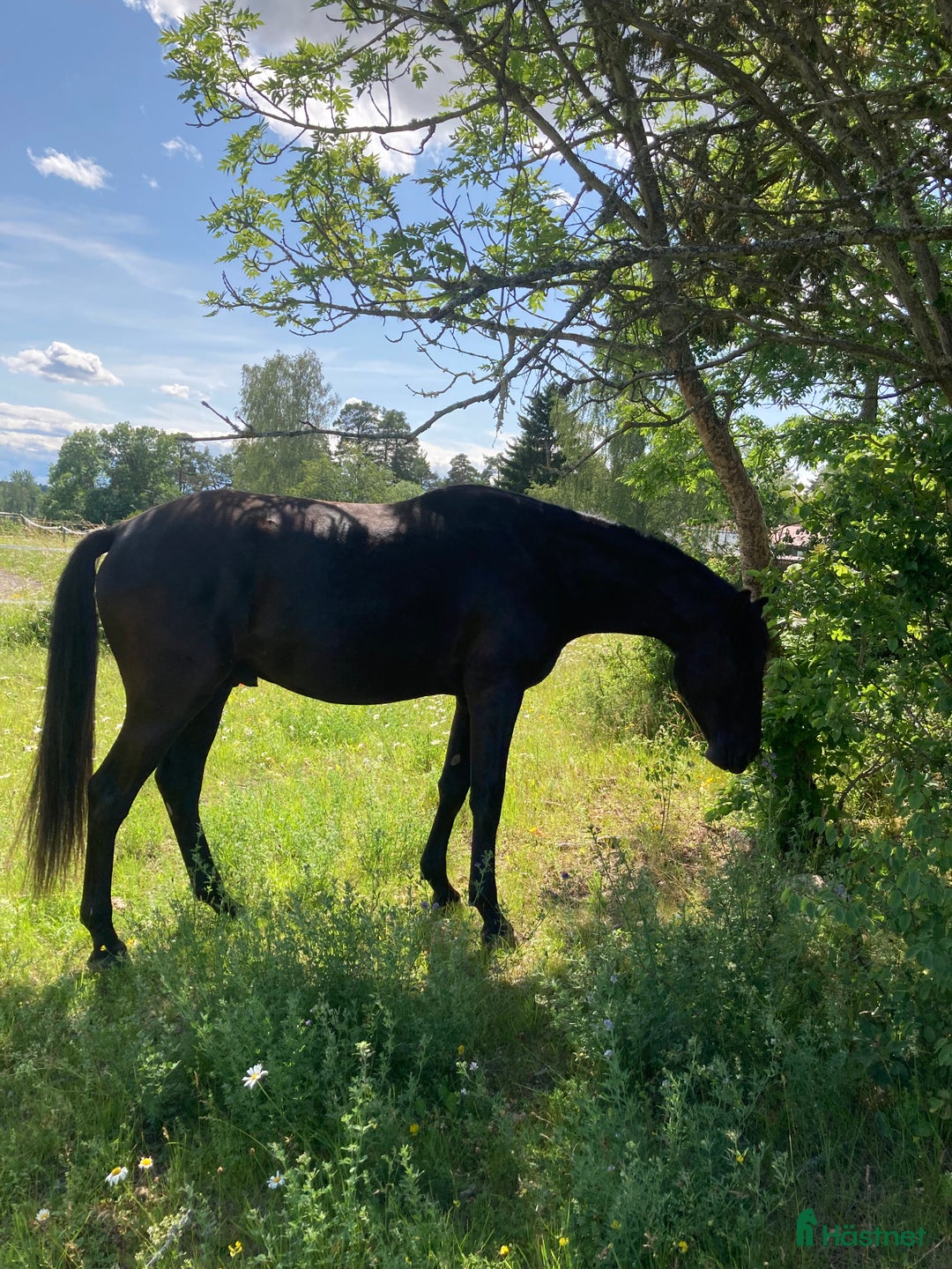 Dressyr hästar till salu: Snäll och talangfull kille efter Janeiro Platinum  i Knivsta - Bild 2