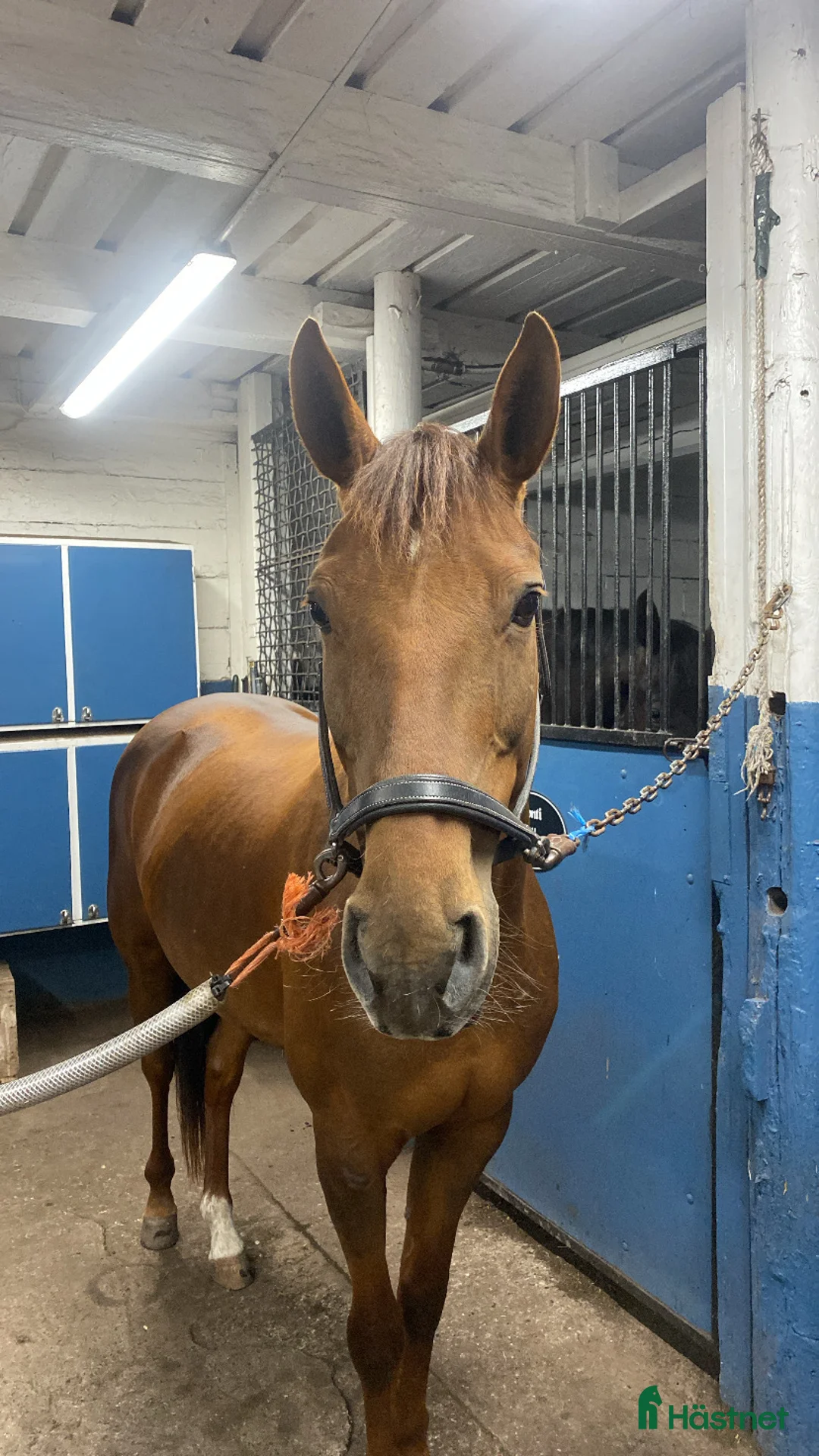 Hoppning hästar till salu: Hoppglad ponny i Vadstena - Annons 2