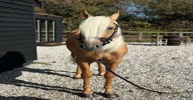  hästar Fantastisk Allround Andalusier-Valack i Nossebro - Annons 3