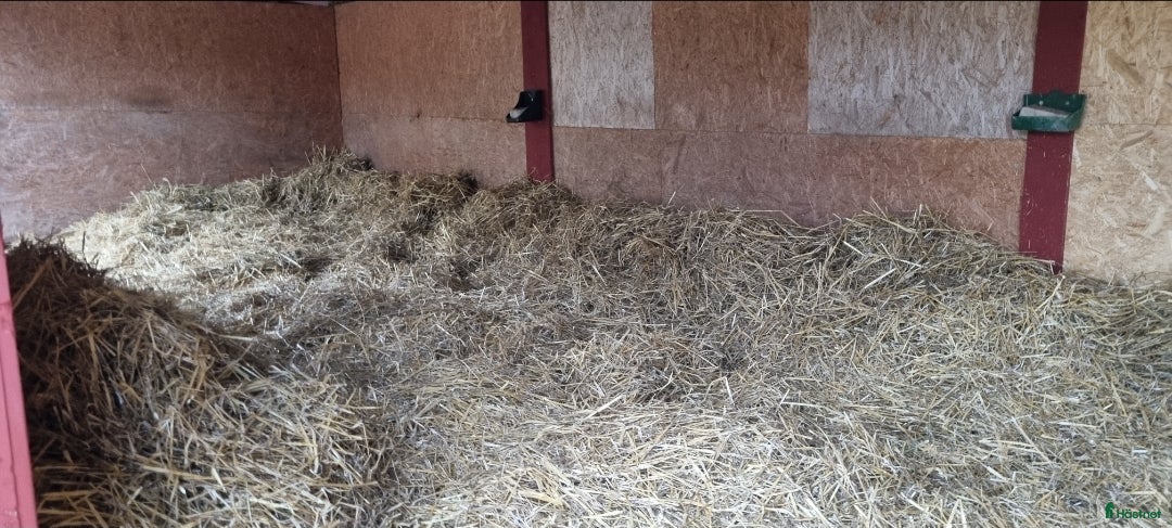  stallplats finnes: Lösdrift för grabbar i Bälinge - Annons 11