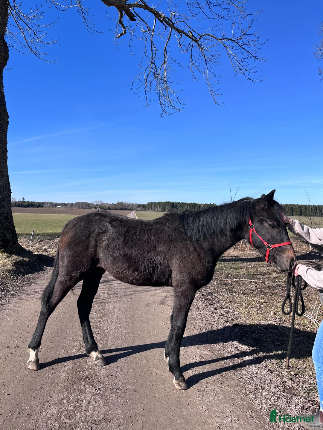 Hoppning hästar till salu: Skimmelsto med prestationsstam - Annons 2