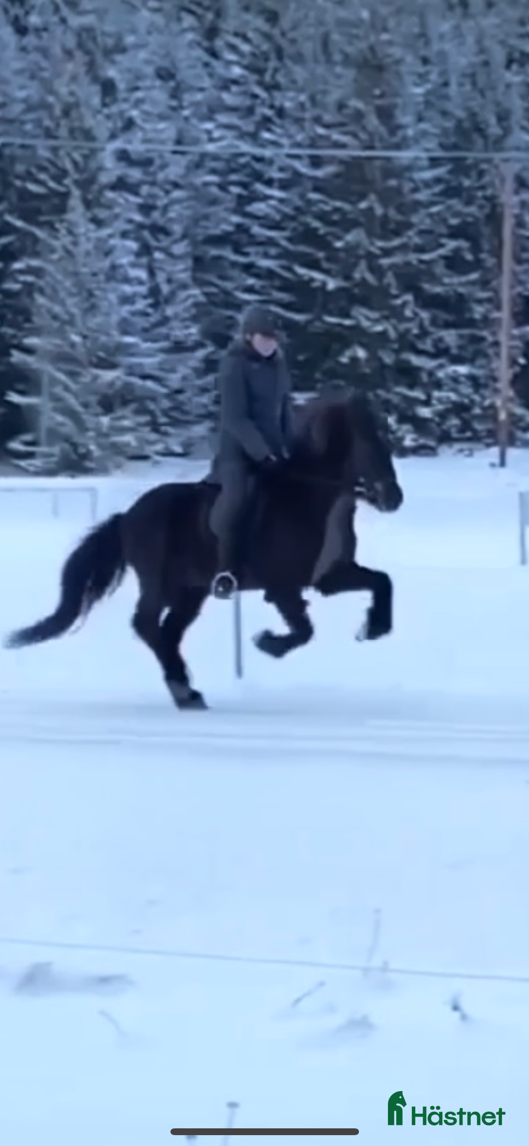 Island hästar till salu: Talangfull valack  i Hästveda - Annons 2