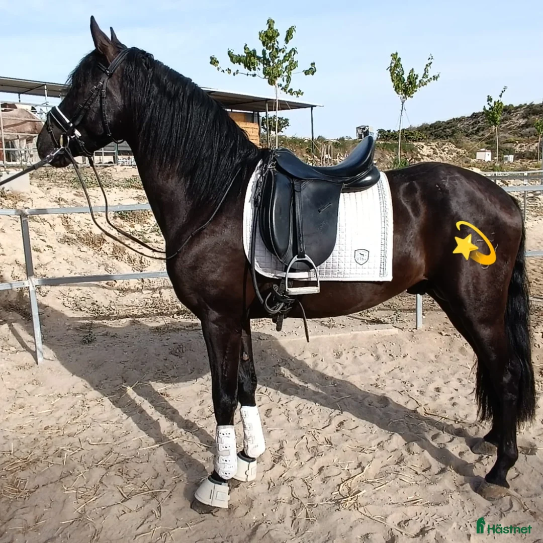 Dressyr hästar till salu: ⭐⭐Fyra st superfina PRE hästar ⭐⭐ i Märsta - Annons 1