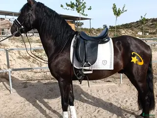 hästar ⭐⭐Fyra st superfina PRE hästar ⭐⭐ - Annons 6