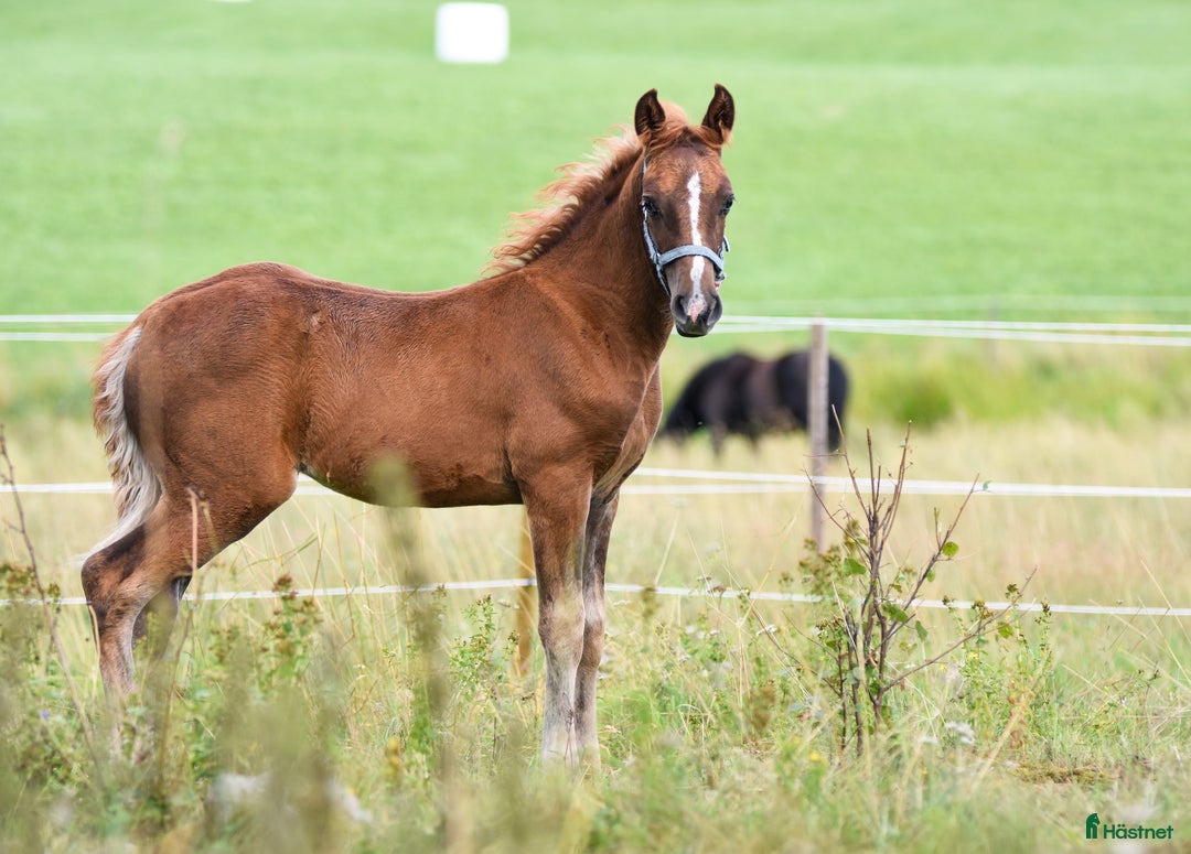 Working Equitation hästar till salu: Snygg kille med potential för bl.a. WE i Fagersta - Annons 2