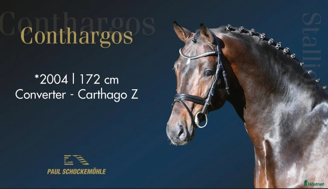 Hoppning hästar till salu: Tangelo sto dräktig med Conthargos - Annons 1