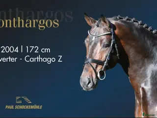 Hoppning hästar till salu: Tangelo sto dräktig med Conthargos - Annons 1