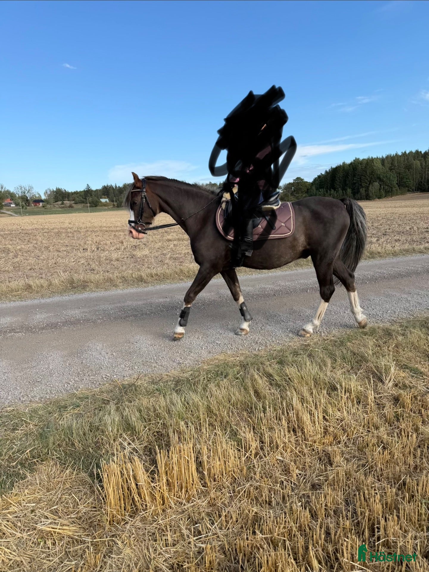  medryttarhäst finnes: Medryttare till B ponny sökes  - Annons 3