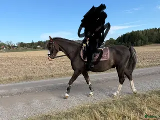medryttarhäst finnes: Medryttare till B ponny sökes - Annons 4