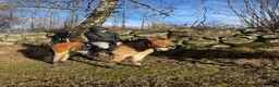 Allround hästar till salu: Trevligt Gotlandsruss söker sin egen ryttare  - Annons 2