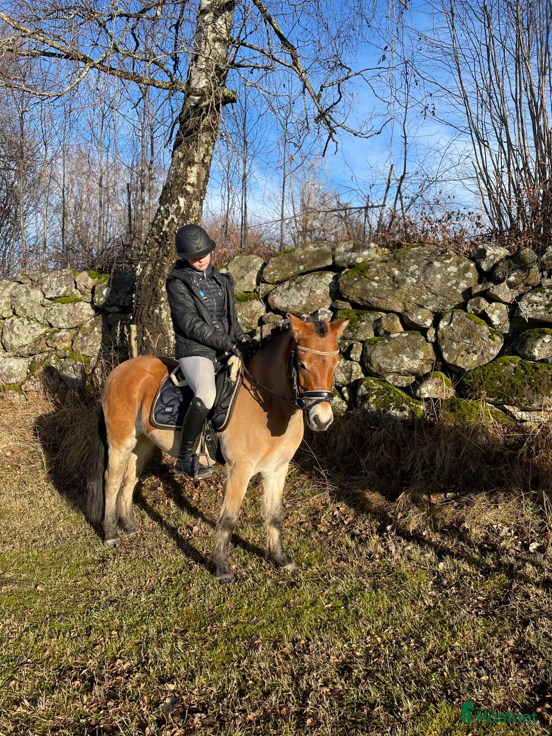 Allround hästar till salu: Trevligt Gotlandsruss söker sin egen ryttare  - Annons 2