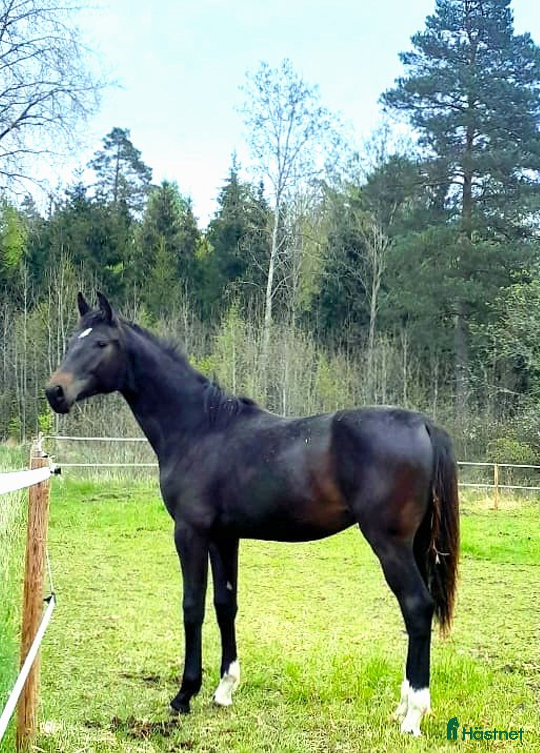 Dressyr hästar till salu: Välstammad hingst av internationell modell i Västerås - Annons 2