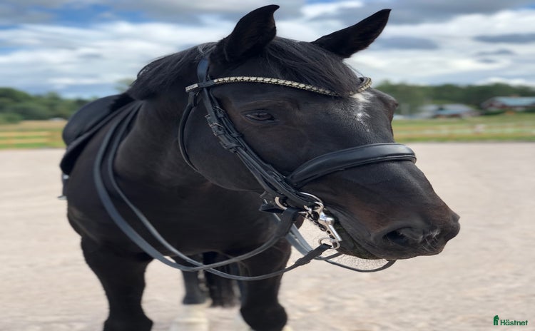  hästar i Gustafs - Annons 12