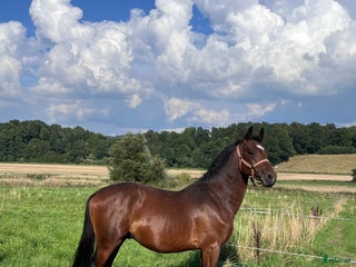 Hoppning hästar till salu: Swb 2åring för framtiden i Kågeröd - Annons 1