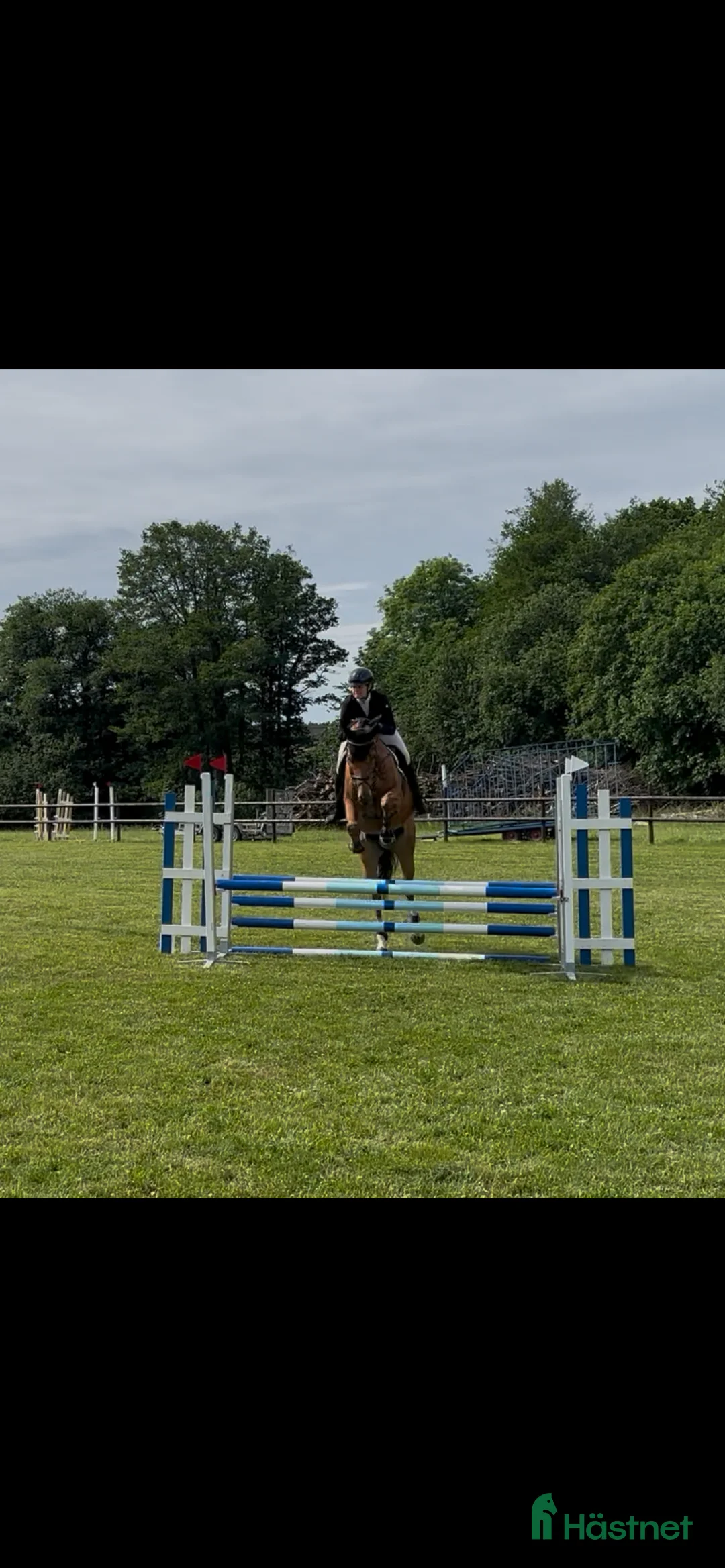 Fälttävlan hästar till salu: Trevlig 6-åring för hoppning eller fälttävlan i Örebro - Annons 2