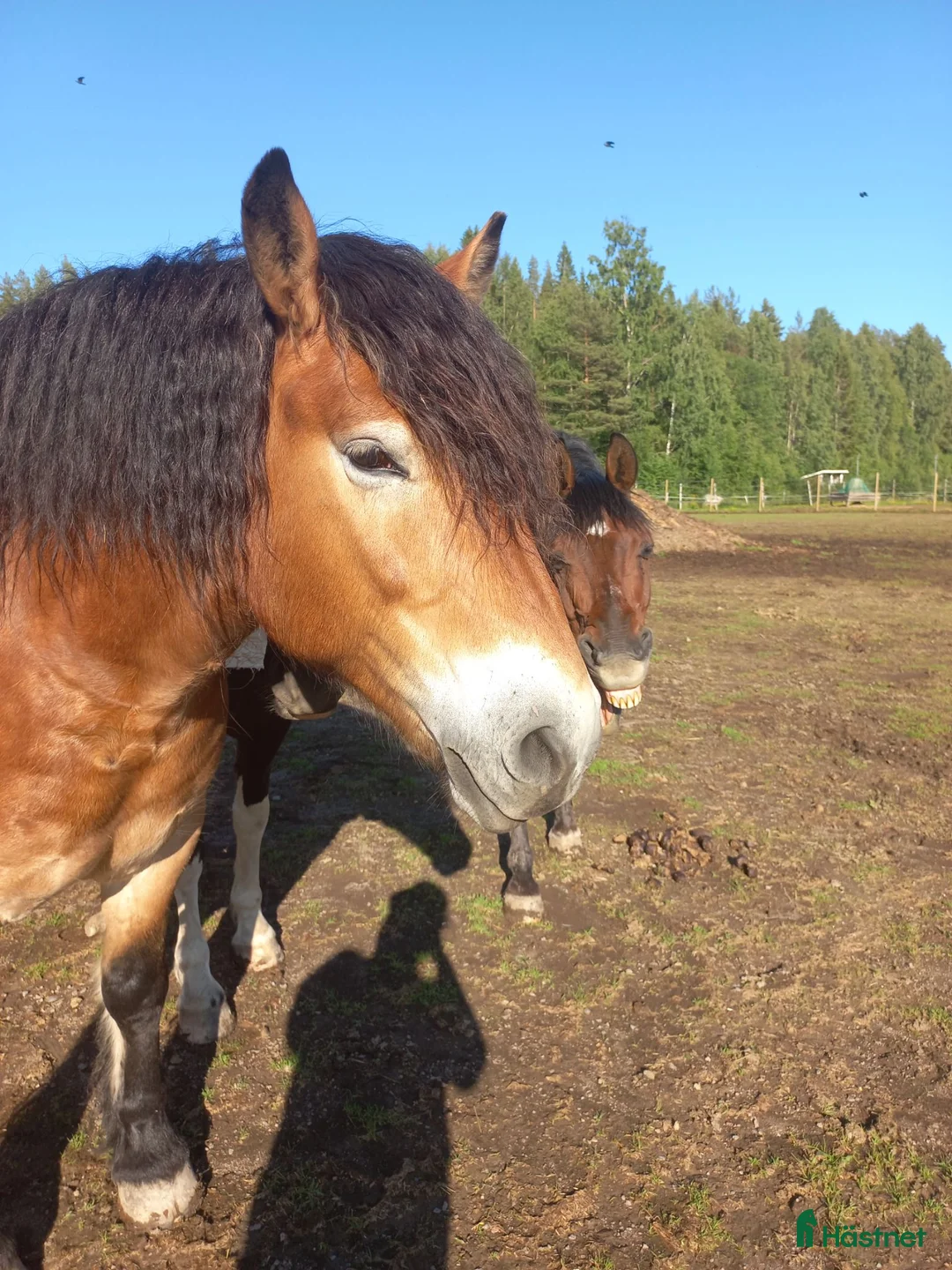 Allround hästar till salu: Nordsvensk valack söker rätt människa ❤️ - Annons 2