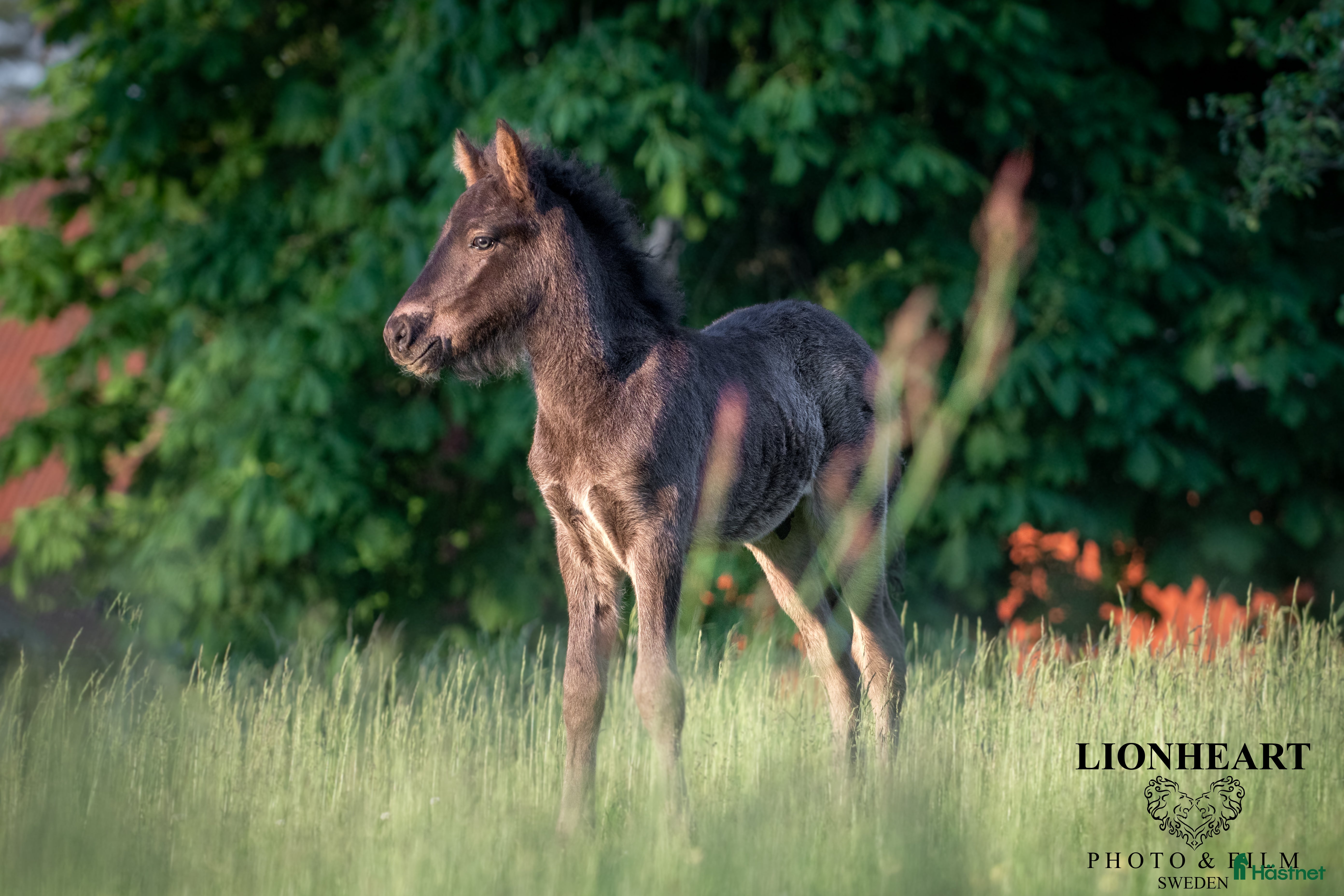  hästar Stor unghingst med gyllene hjärta och potential i Tranås - Annons 10