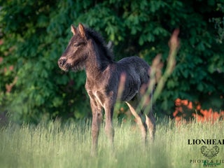 hästar Stor unghingst med gyllene hjärta och potential i Tranås - Annons 18