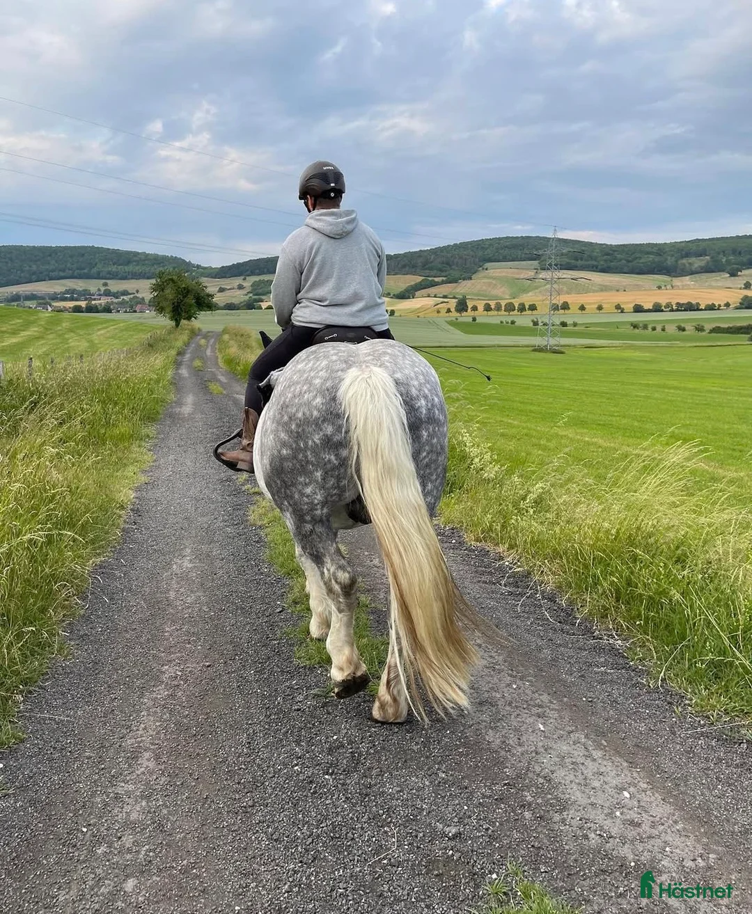 Övrigt hästar till salu: Doni söker sin människa. i Bredbyn - Annons 4