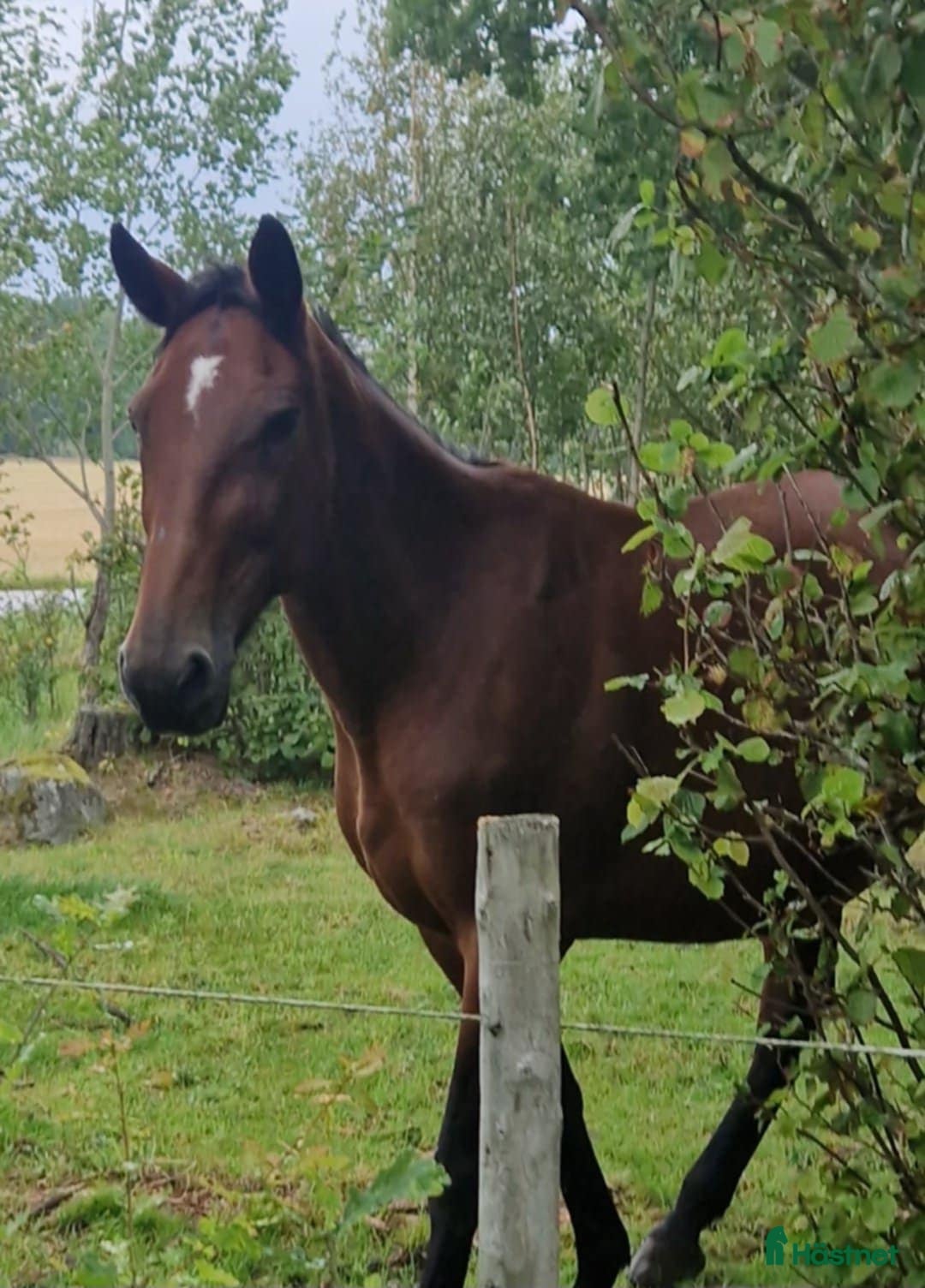 Sällskap hästar till salu: Stabil sällskapsdam el till avel i Nossebro - Annons 2
