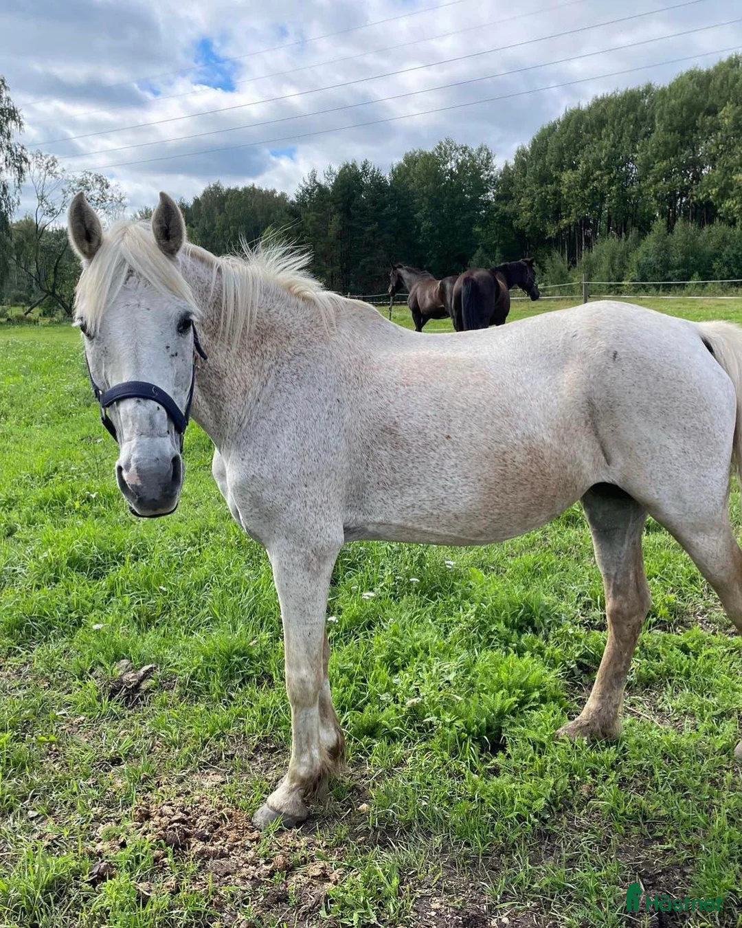  medryttarhäst finnes: Medyttarponnies finnes i Västerhaninge i Västerhaninge - Annons 4