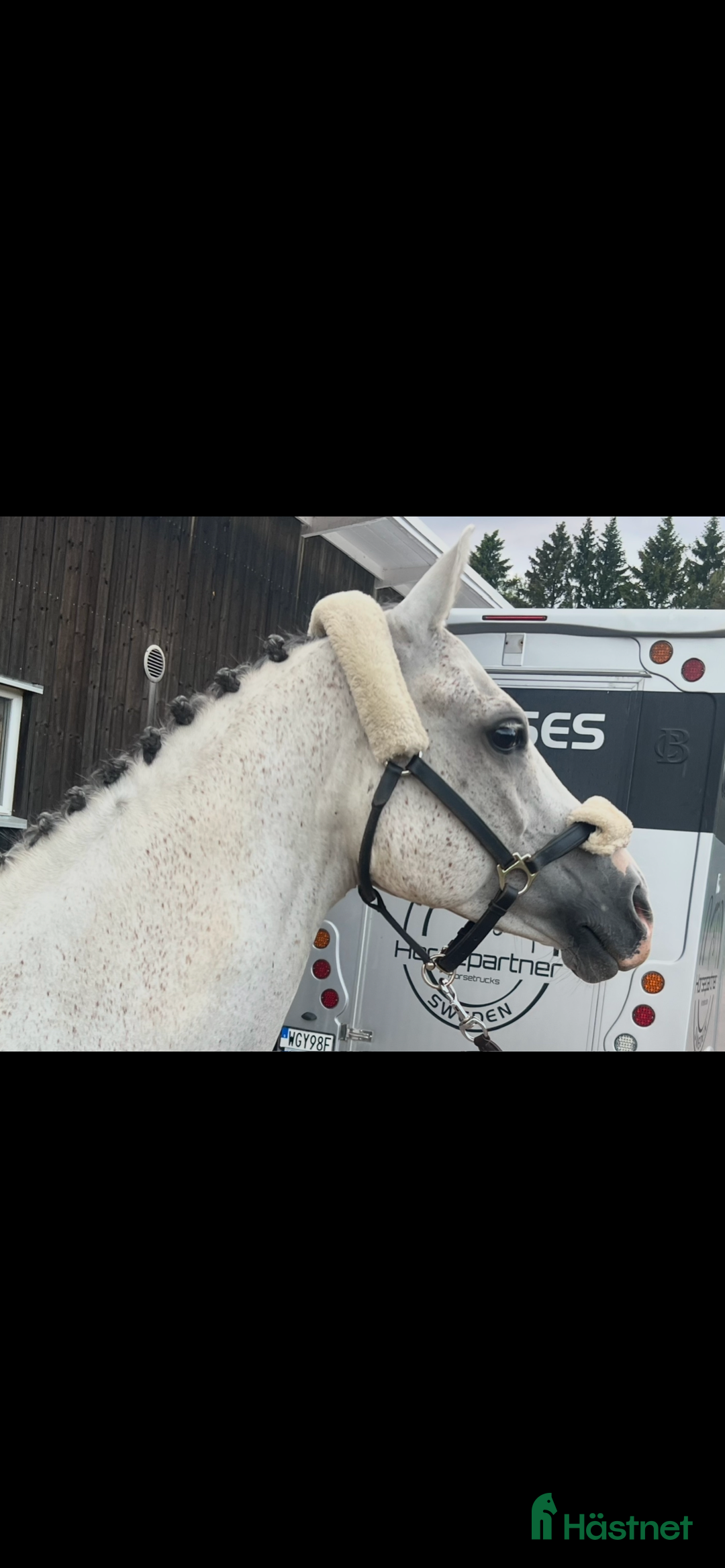 Hoppning hästar till salu: Maxad C-ponny i Älvkarleby - Annons 5