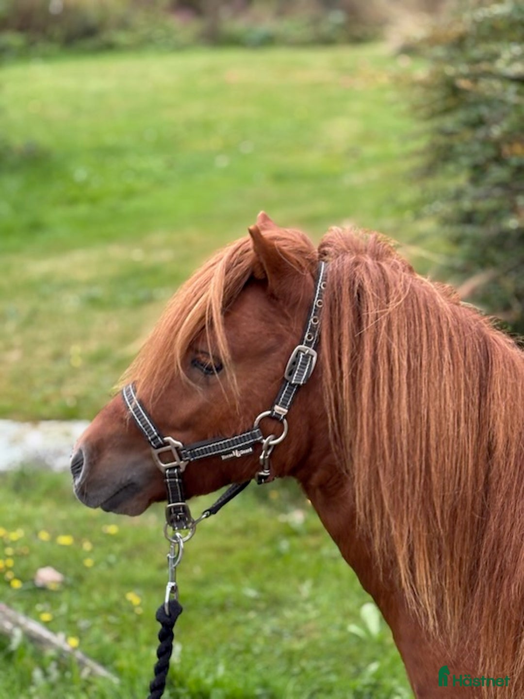 Övrigt hästar till salu: Minishetlandhingst  i Falköping - Annons 1