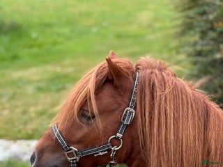 Övrigt hästar till salu: Minishetlandhingst i Falköping - Annons 1