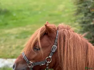 Övrigt hästar till salu: Minishetlandhingst - Annons 1