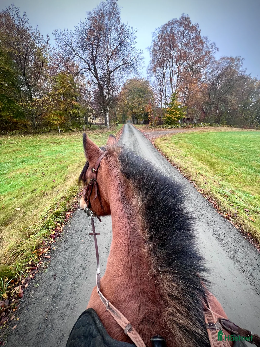 Allround hästar till salu: Världens snällaste skogsmulle / tanthäst i Hörja - Annons 9