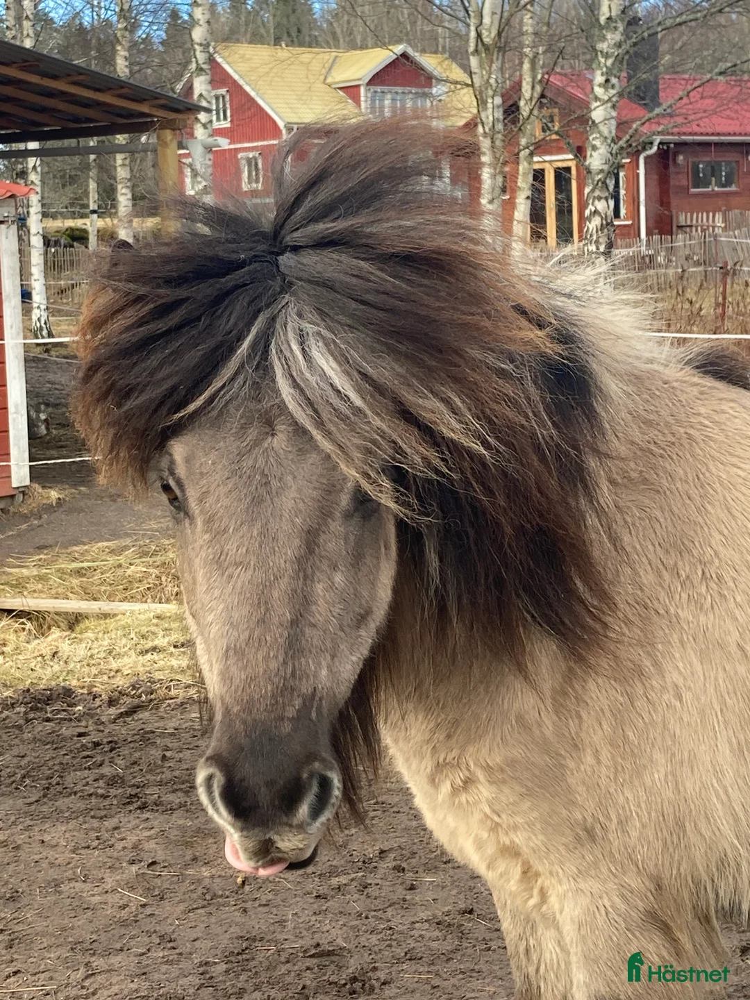 Island hästar till salu: 5-årig islandshäst  - Annons 2