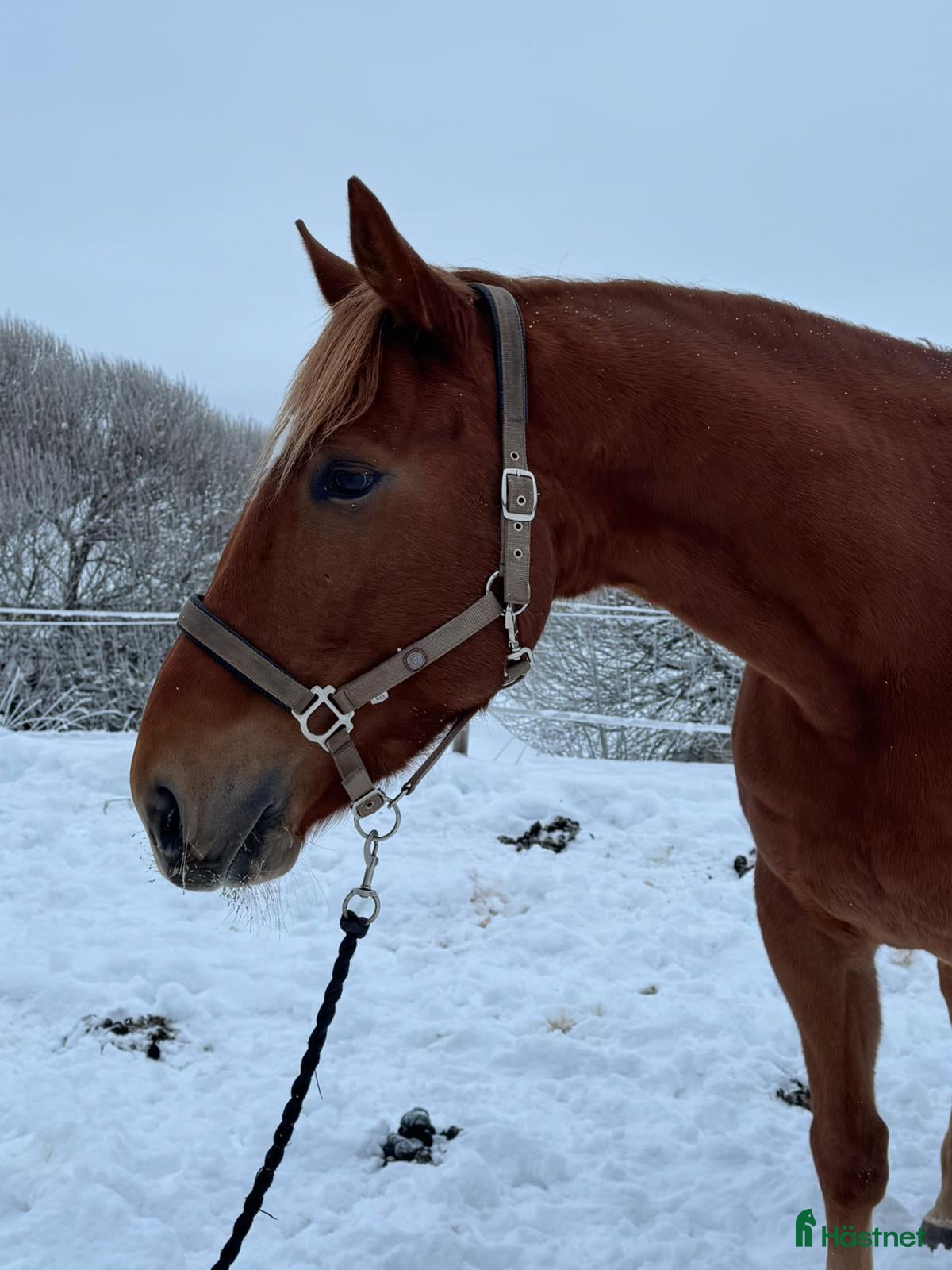  hästar Hopphäst i Njurunda - Annons 14