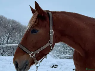hästar Hopphäst i Njurunda - Annons 14