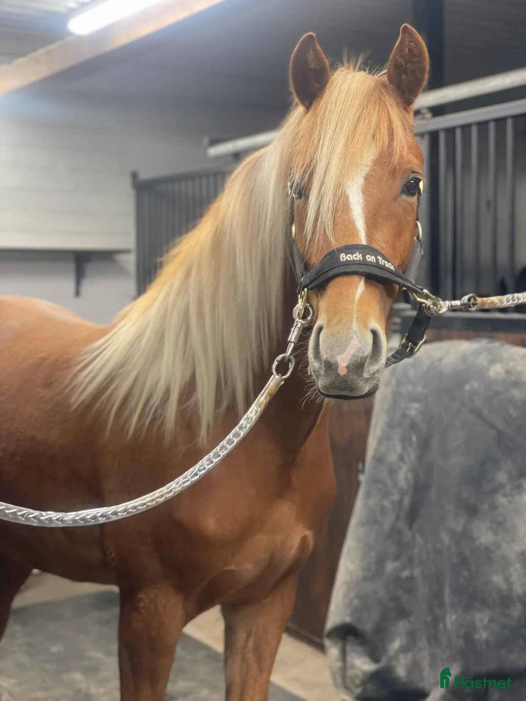 Allround hästar till salu: Unik 3-åring med karisma - Annons 4