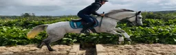 Hoppning hästar till salu: Beautiful overheight Connemara  - Annons 16