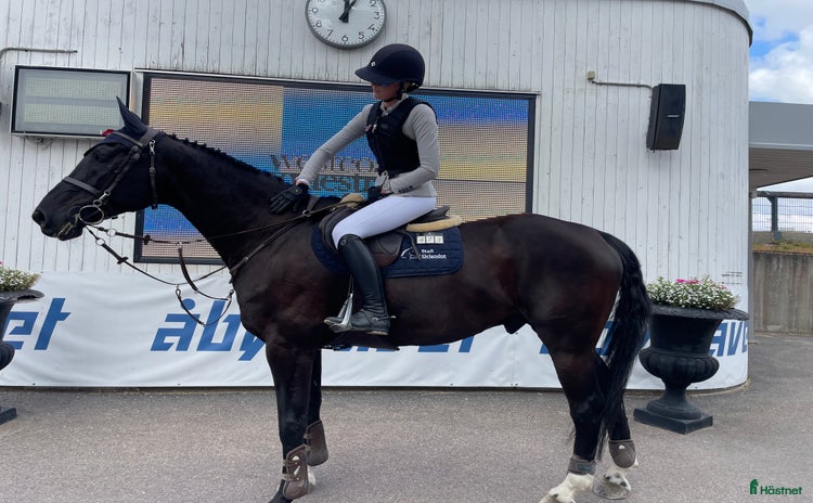  hästar i Mariestad - Annons 11