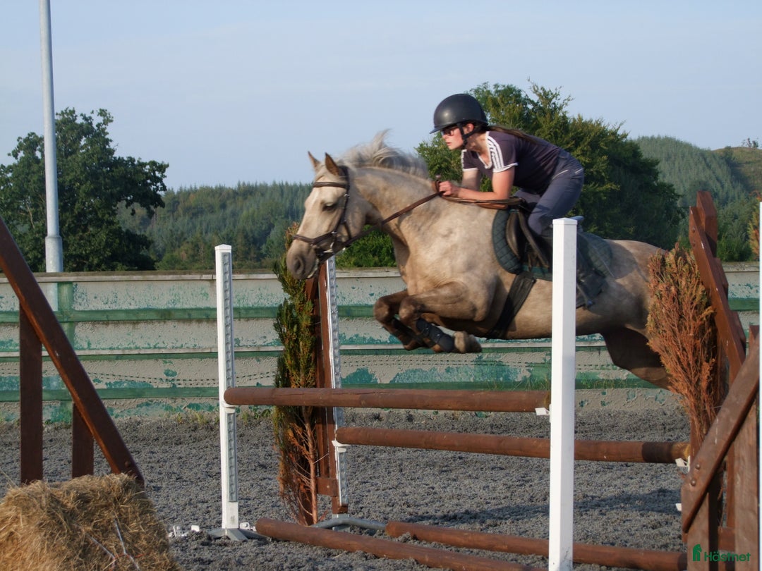 Hoppning hästar till salu: 5 year old with potential for the highest classes i Stockholm-Arlanda - Annons 3