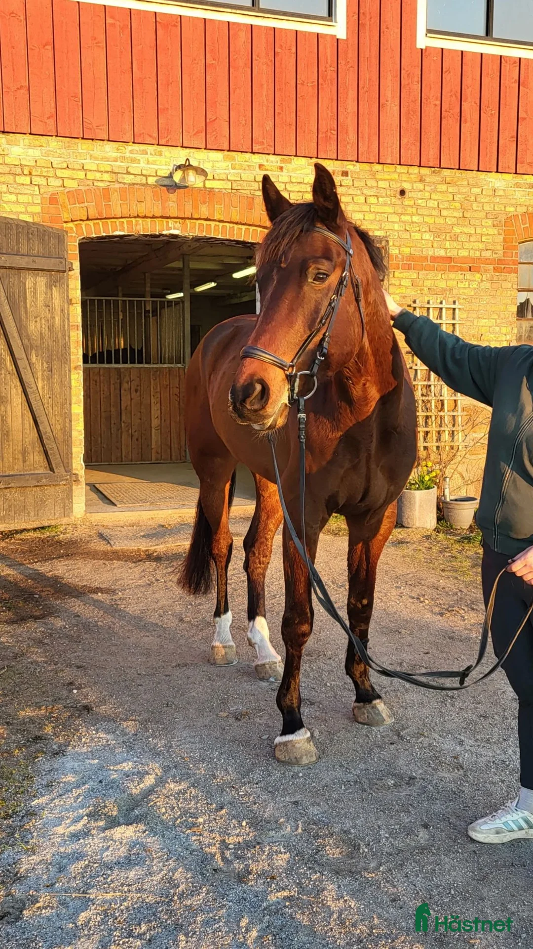 Hoppning hästar till salu: 5-årig valack med talang i Kävlinge - Annons 2