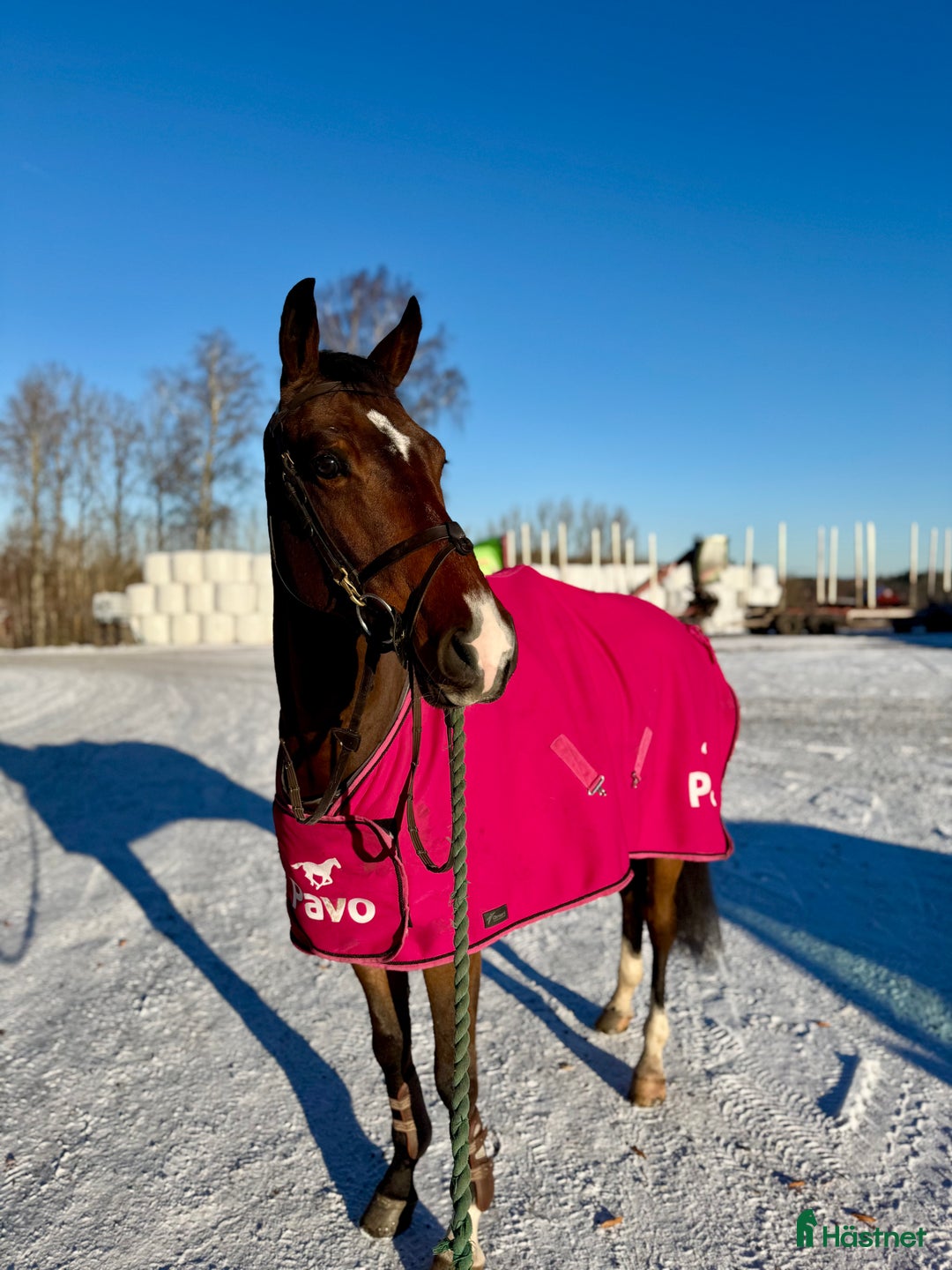 Hoppning hästar till salu: 4år e: Hardrock Z i Åtvidaberg - Annons 2