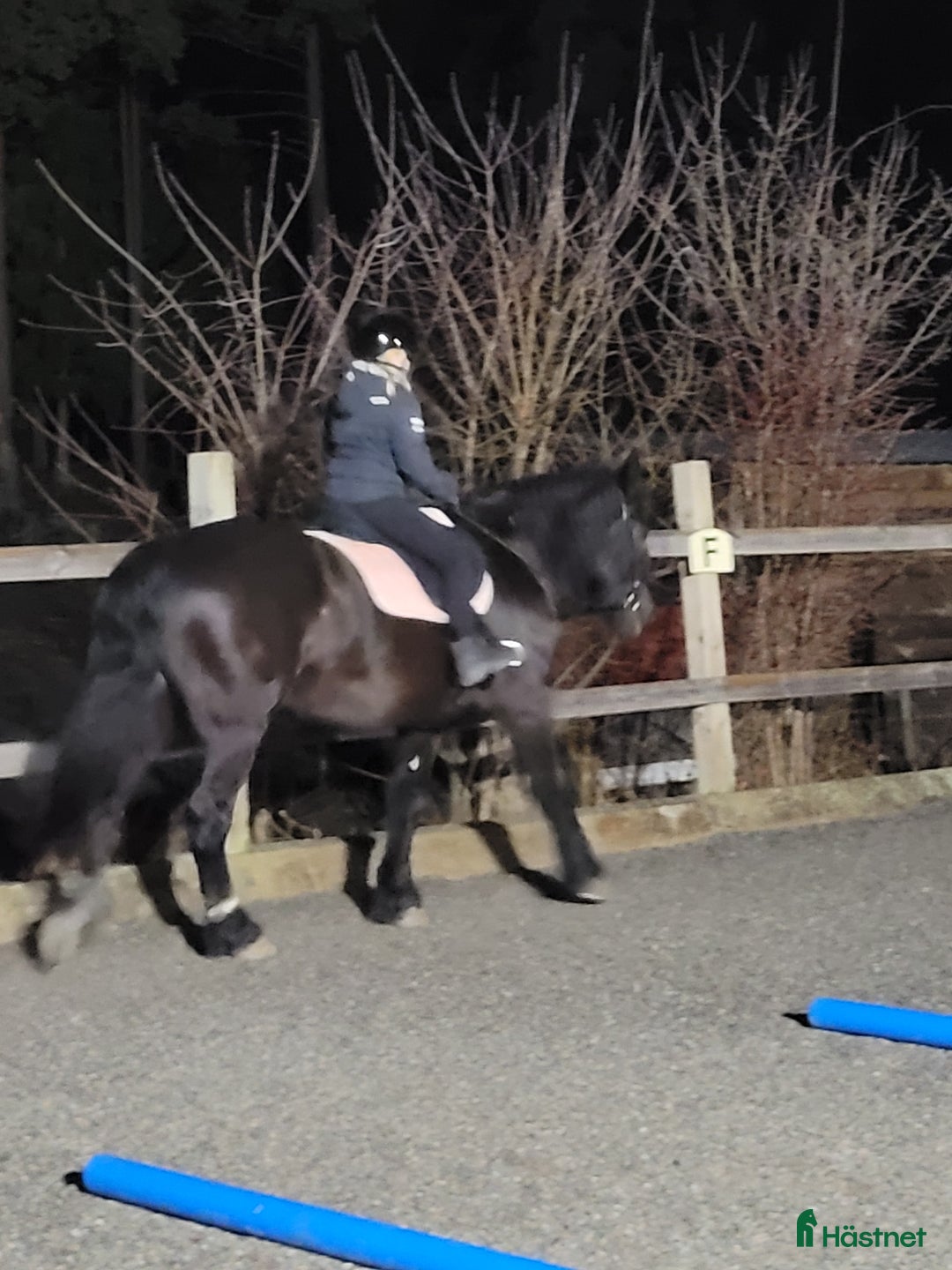 Allround hästar till salu: Världens finaste Stig i Tungelsta - Annons 3