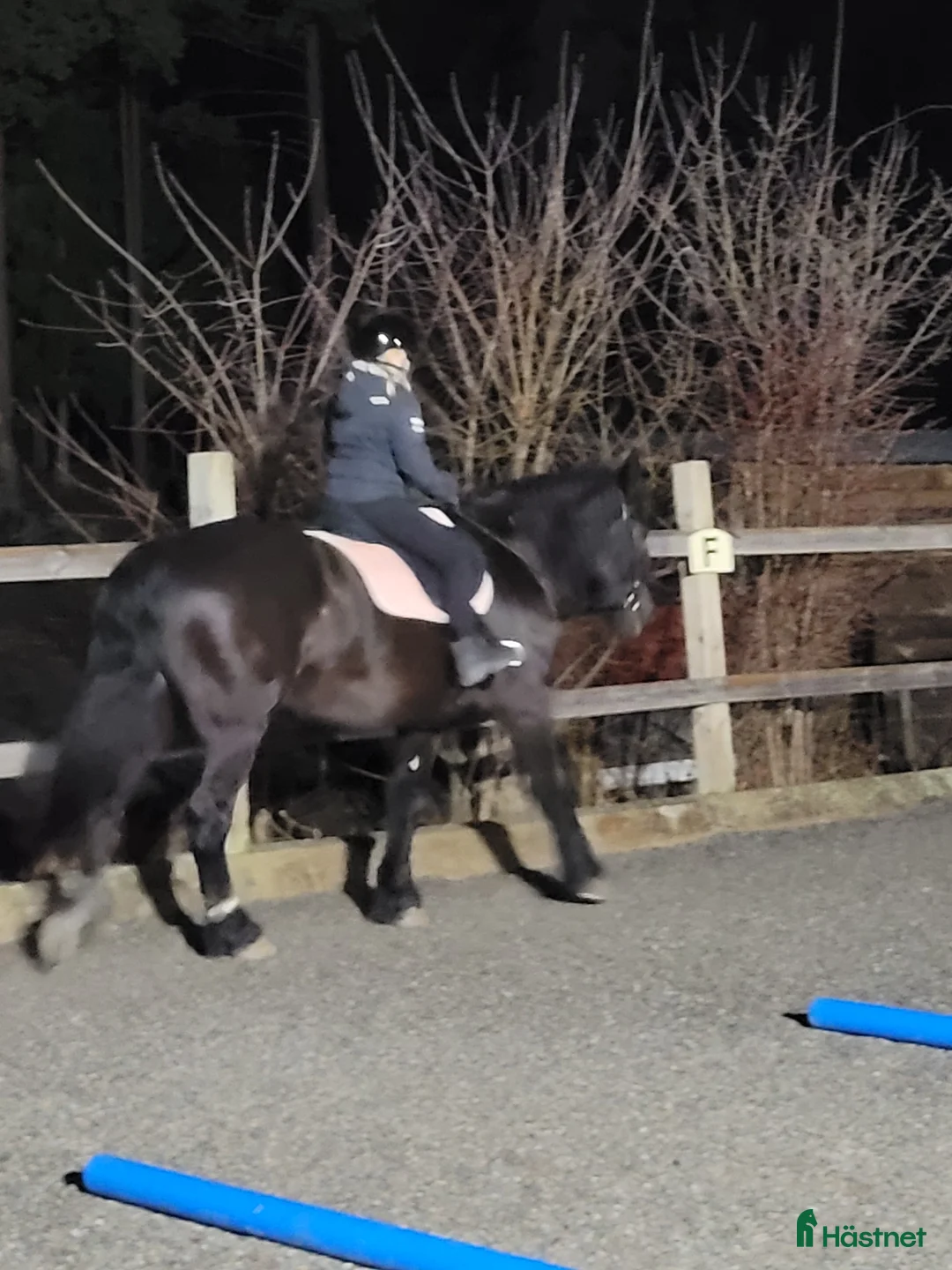 Allround hästar till salu: Världens finaste Stig - Annons 3