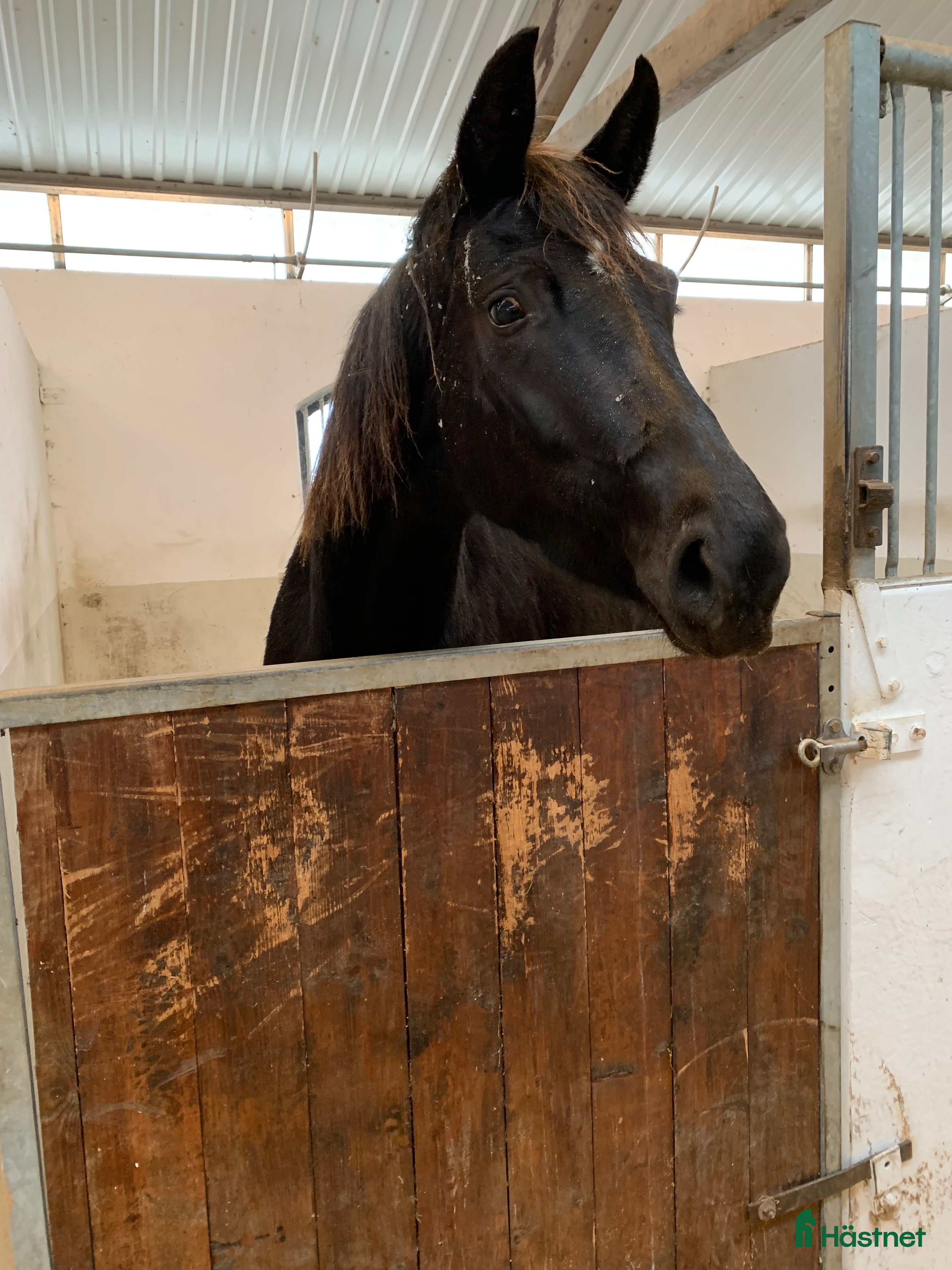  hästar Avel/promenadhäst - Annons 2