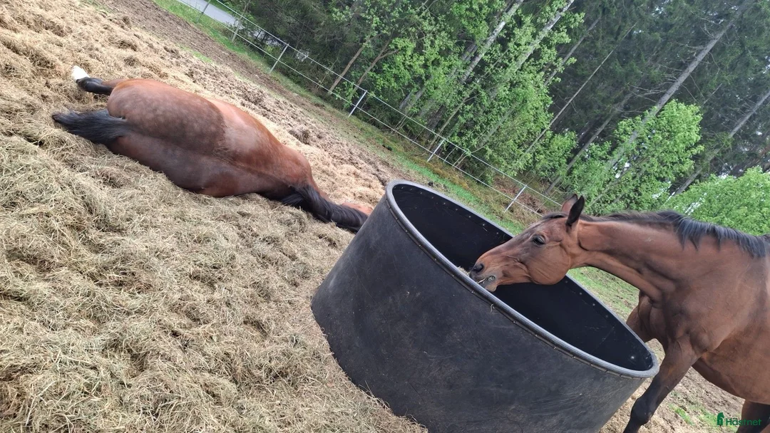  stallplats finnes: Stall plats finns - Annons 2