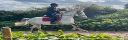 Allround hästar till salu: Irish riding ponies - Annons 6