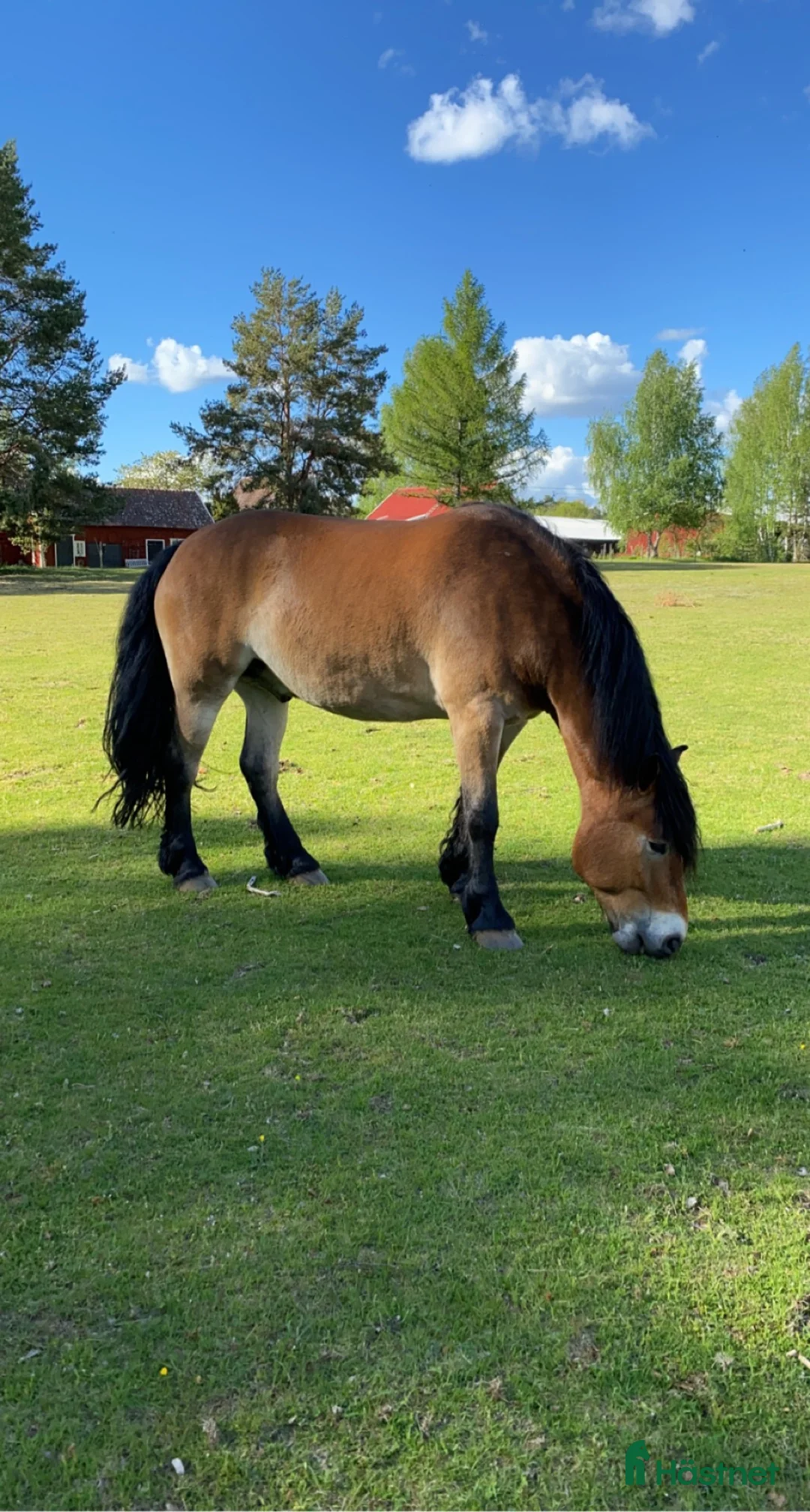 Akademiskt hästar till salu: Nordsvensk brukshäst - Annons 1