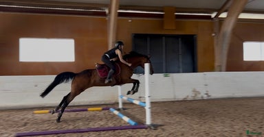  hästar i Jönköping - Annons 13