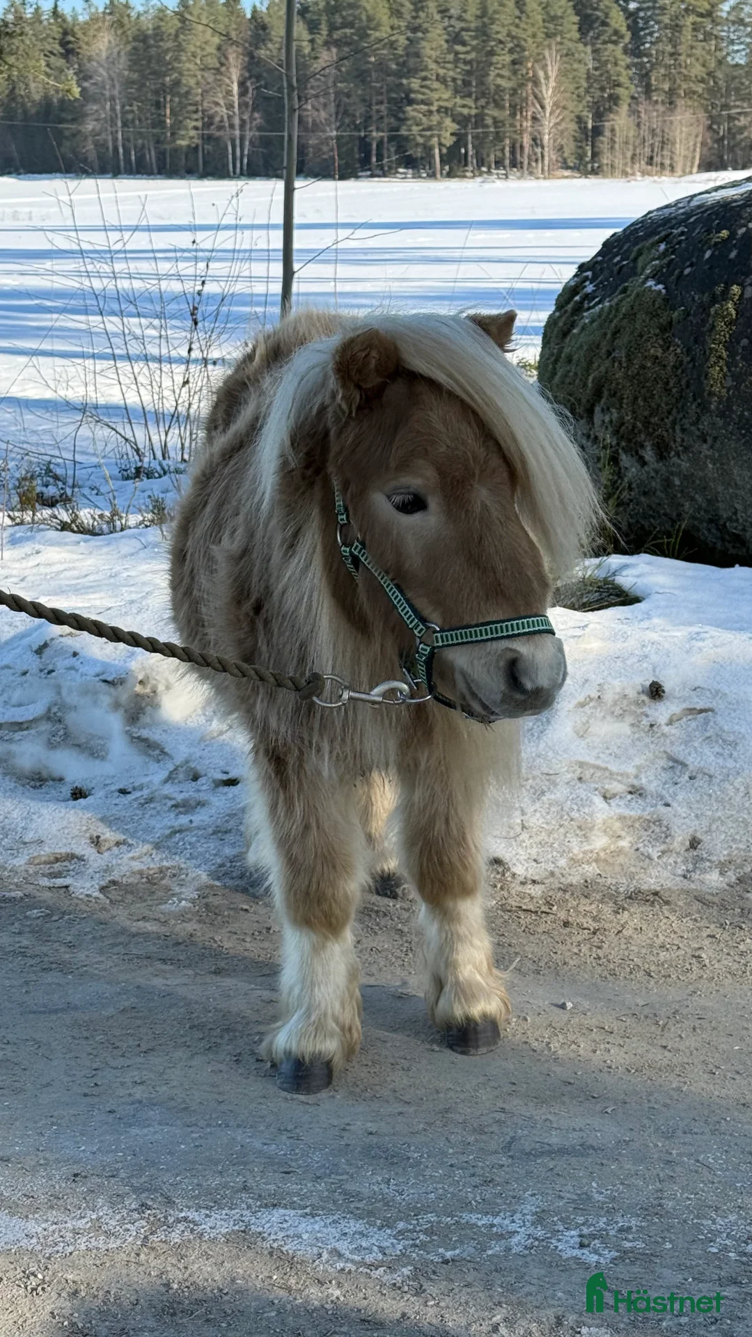 Allround hästar till salu: Två minishettiskillar, isabell och mushroom  i Heby - Annons 9