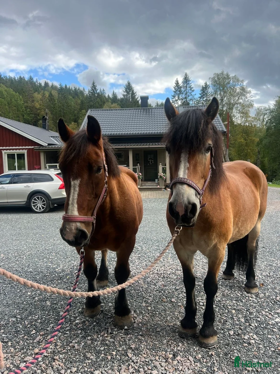 Allround hästar till salu: ⭐️Söker sin rätta människa⭐️ - Annons 5