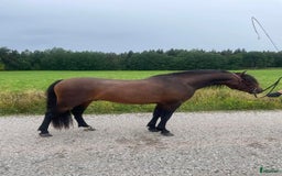 Avel hästar till salu: Välstammad avelshingst söker nytt hem! i Skinnskatteberg - Bild 1